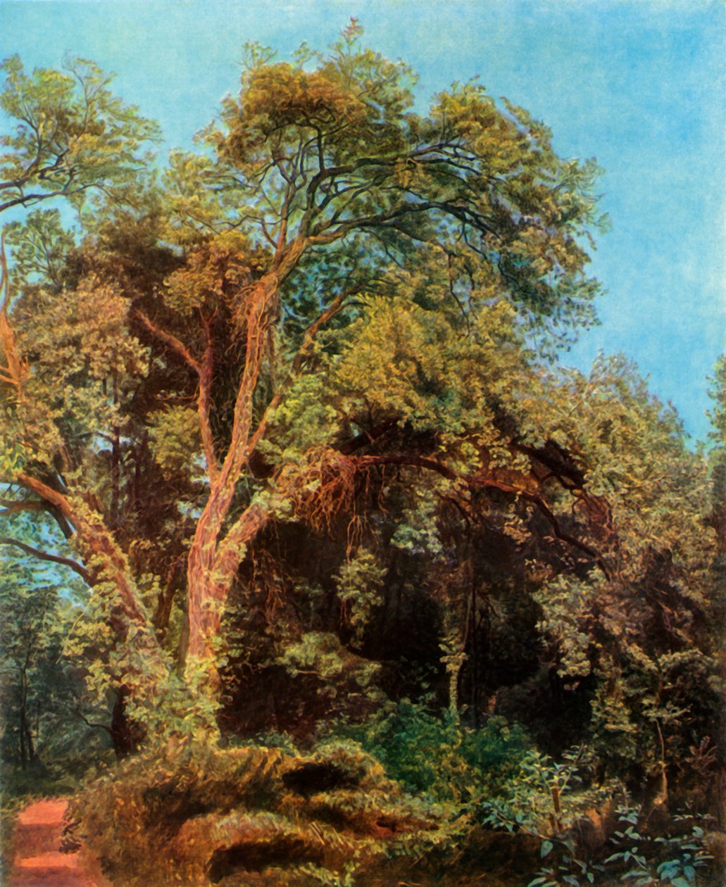 Strom v parku, polovina 19. století, 1965. od Aleksandr Ivanov