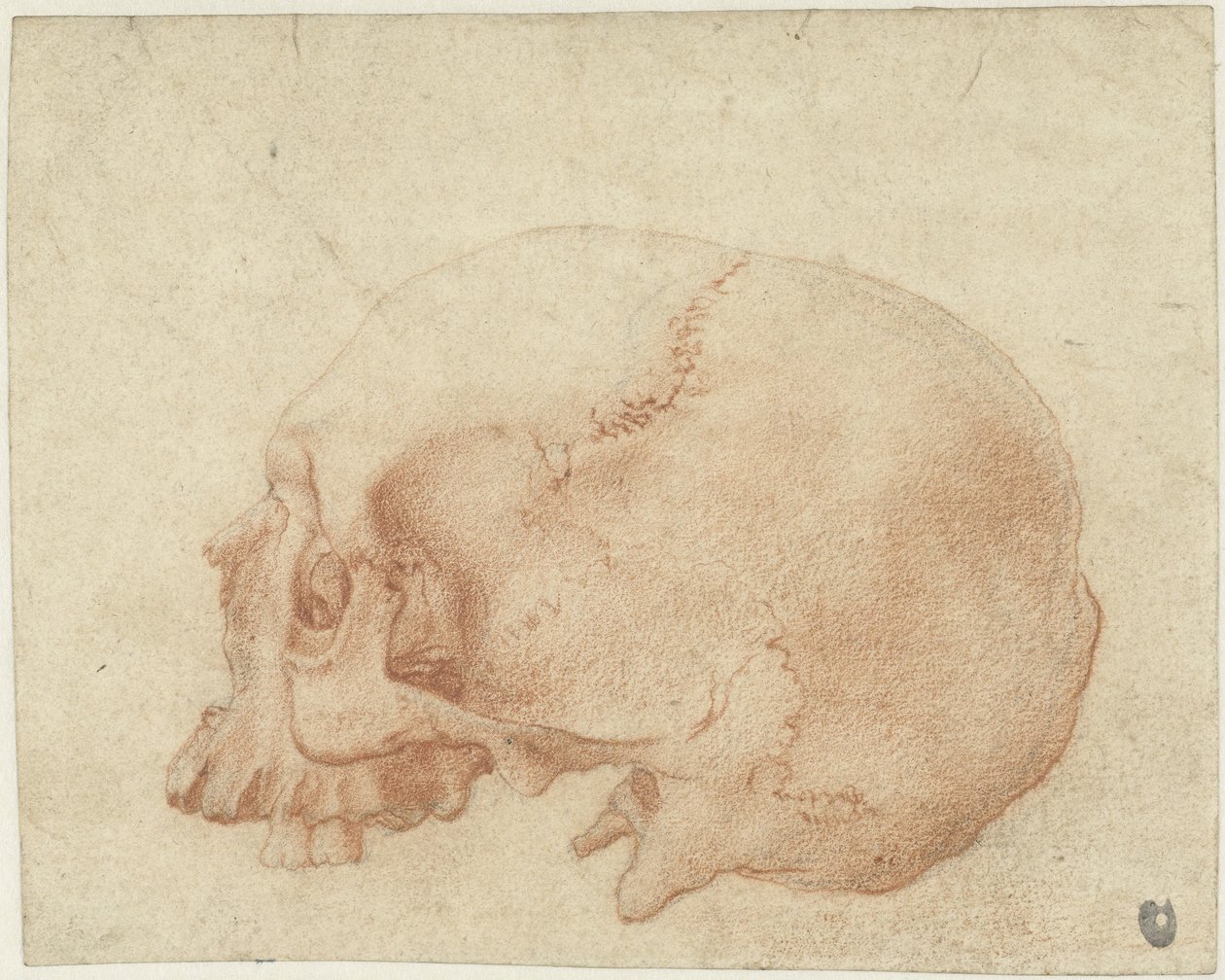 Studie lebky od Alessandro Allori