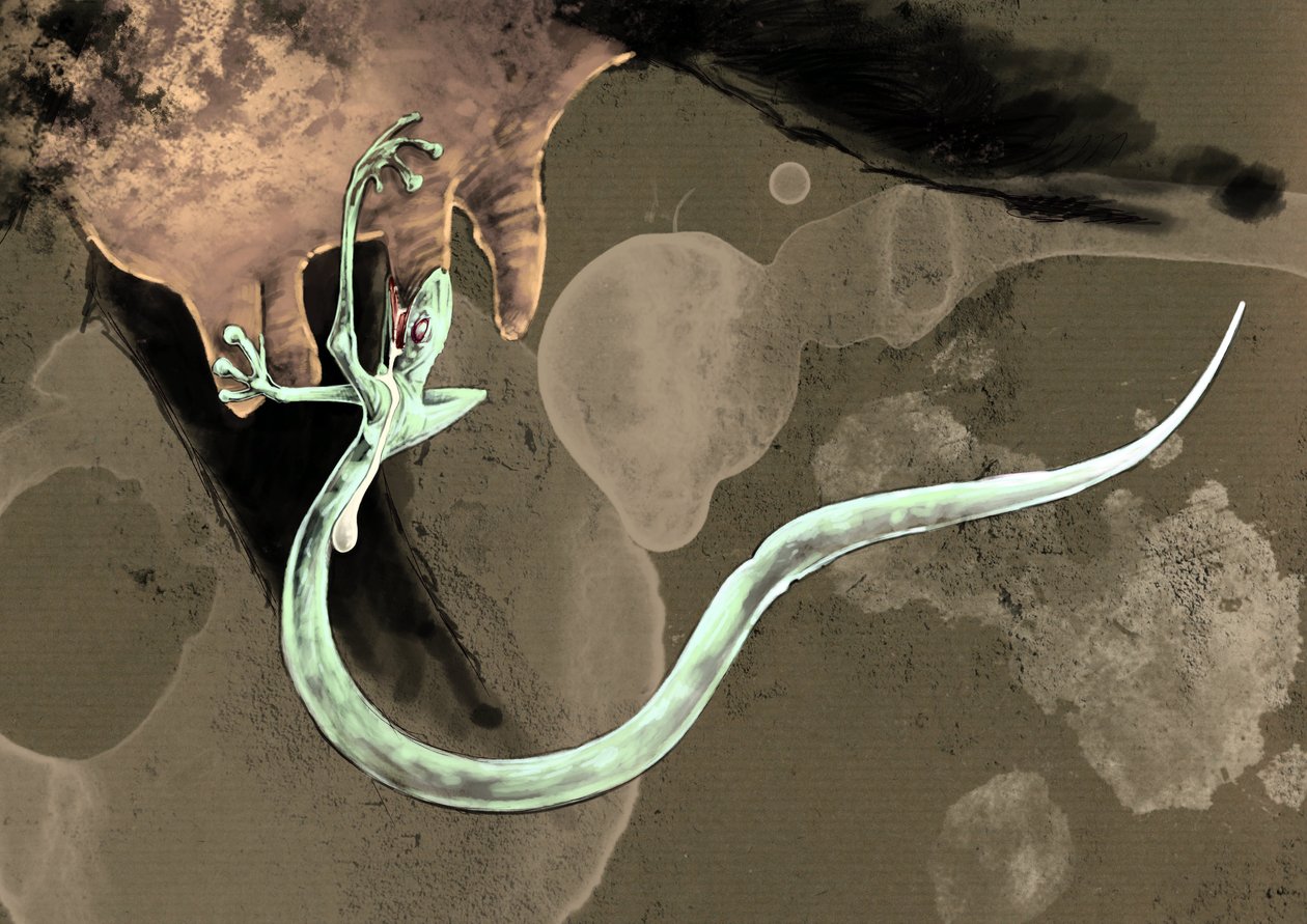 Fantastická monstra a stvoření, kryptozoologie: reprezentace tatzelworm (nebo červ a tlapy nebo arassas) Kresba Alessandro Lonati, 2012 od Alessandro Lonati