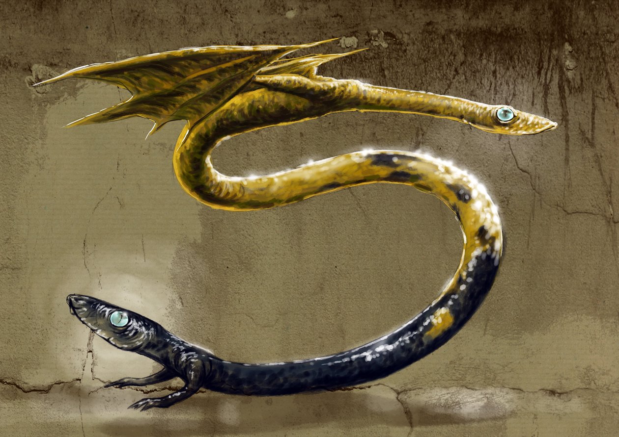 Fantastická monstra a stvoření, kryptozoologie: reprezentace Amphisbene, mytologický had se dvěma hlavami - (Amphisbaenamytologický, mravokárný had s hlavou na každém konci) Kresba Alessandra Lonati, 2012 od Alessandro Lonati