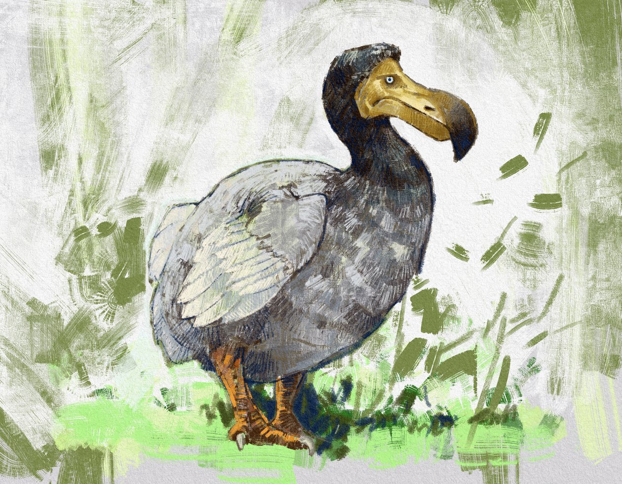 Znázornění vyhynulého ptáka dodo (ilustrace) od Alessandro Lonati