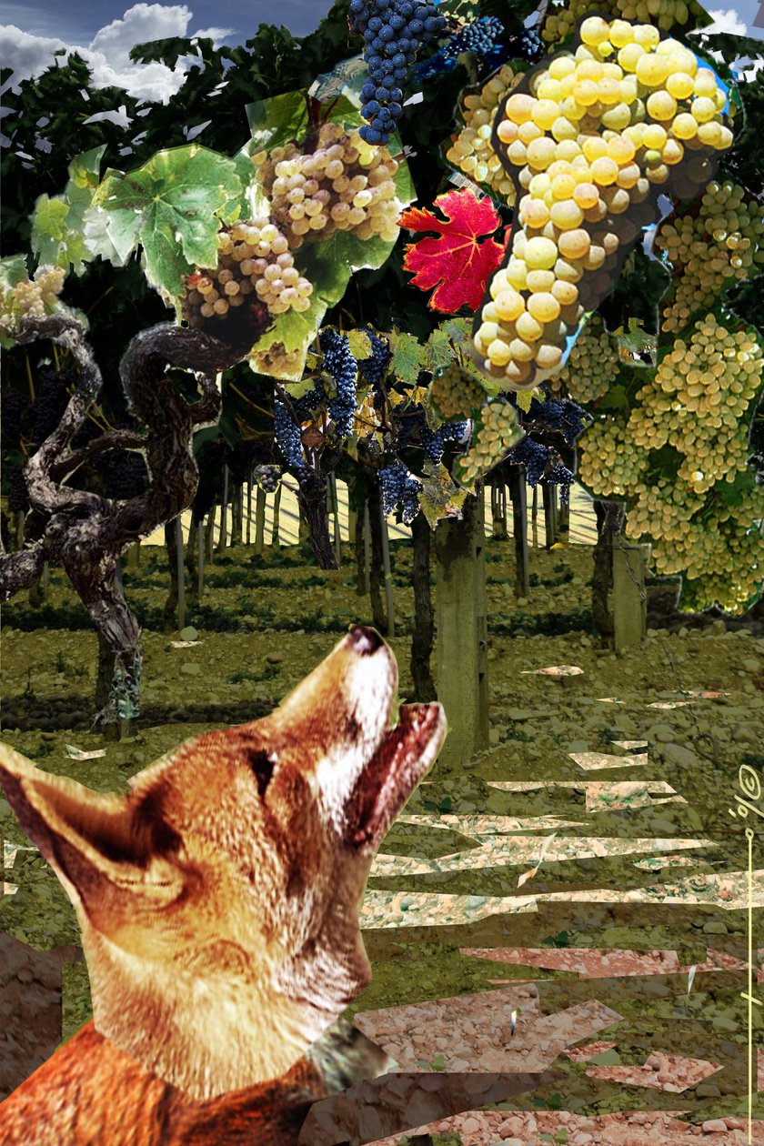 Liška a hrozny Ilustrace k bajce o Ezopovi (7.–6. století př. n. l.), řeckém spisovateli. Ilustrace Alessandro Lonati. 2010 od Alessandro Lonati