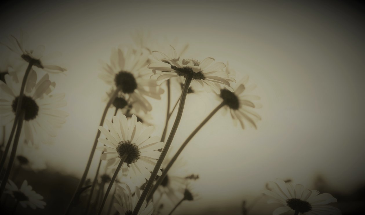 Epizoda, 2019, (fotografie) od Alex Caminker