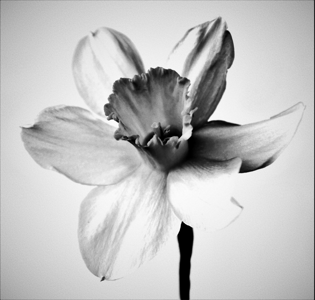 Bylina, 2019 (fotografie) od Alex Caminker