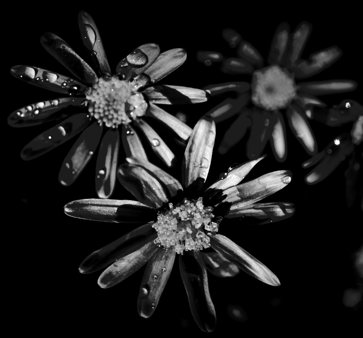 Triple star, 2019, (fotografie) od Alex Caminker