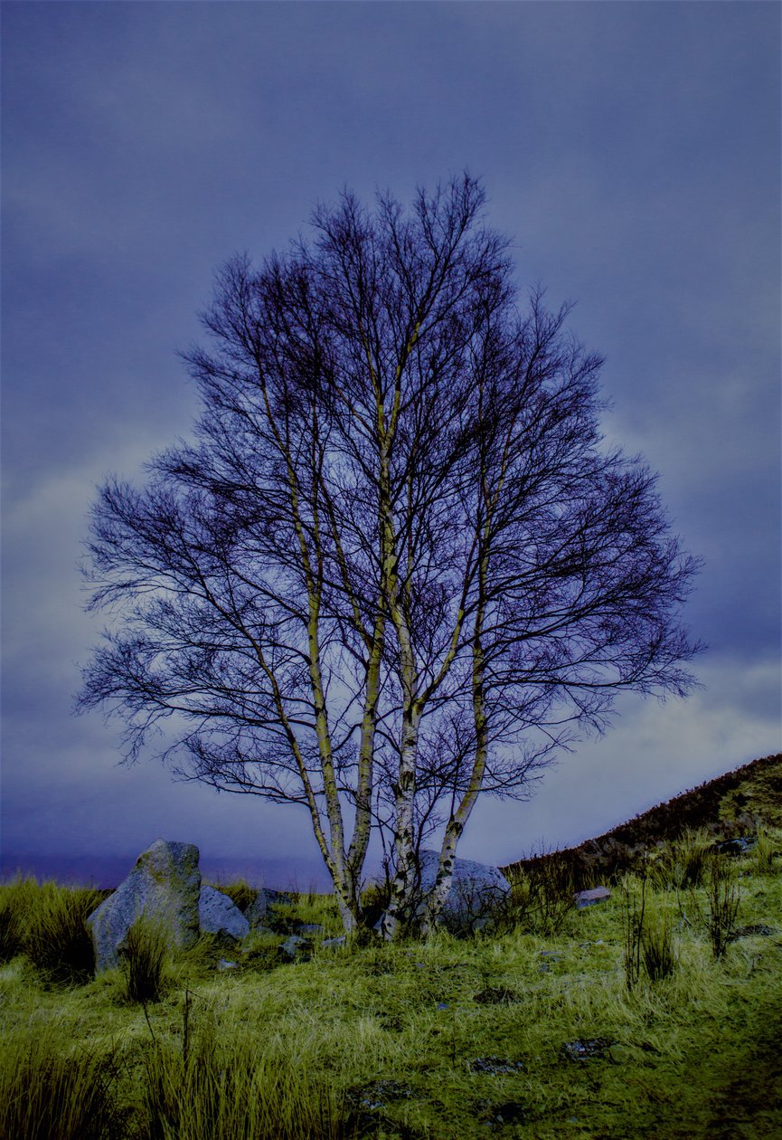 Dvoubarevná krajina, 2019, (fotografie) od Alex Caminker