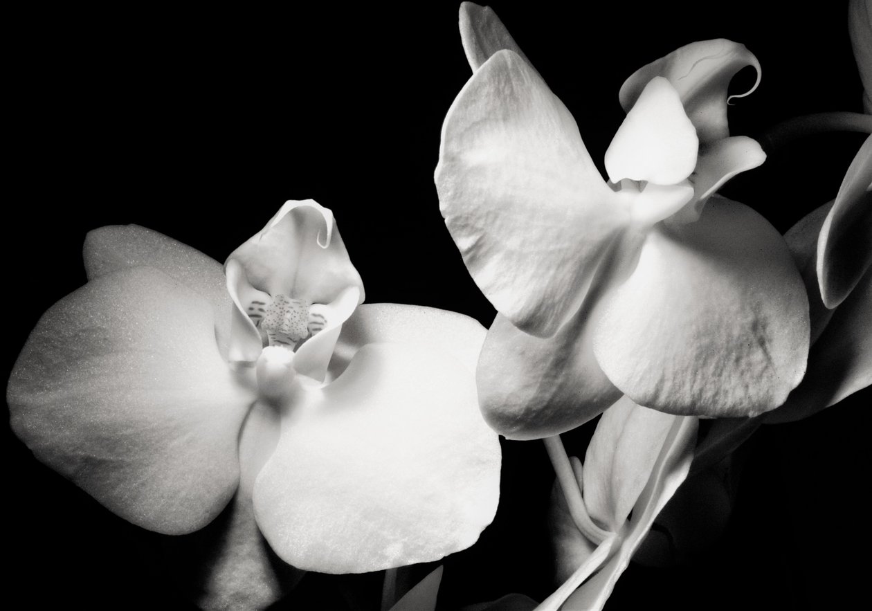 ambice, 2019, (fotografie) od Alex Caminker