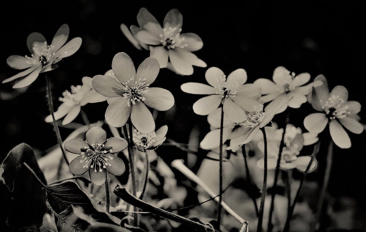 sbor, 2019, (fotografie) od Alex Caminker