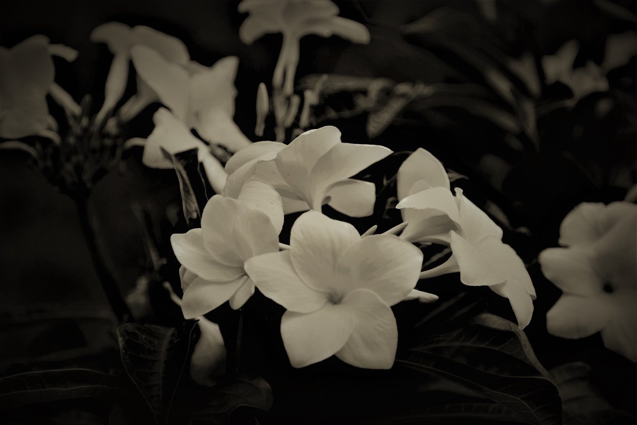 dekorace, 2019, (fotografie) od Alex Caminker