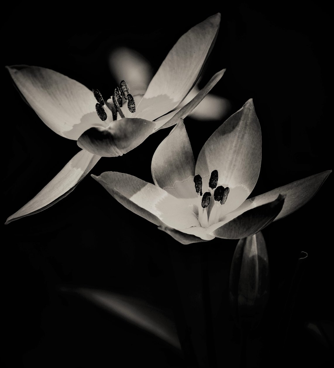 let, 2019, (fotografie) od Alex Caminker