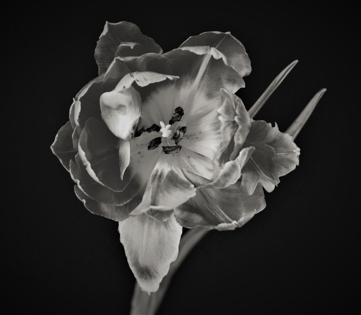 květinová geometrie, 2019, (fotografie) od Alex Caminker