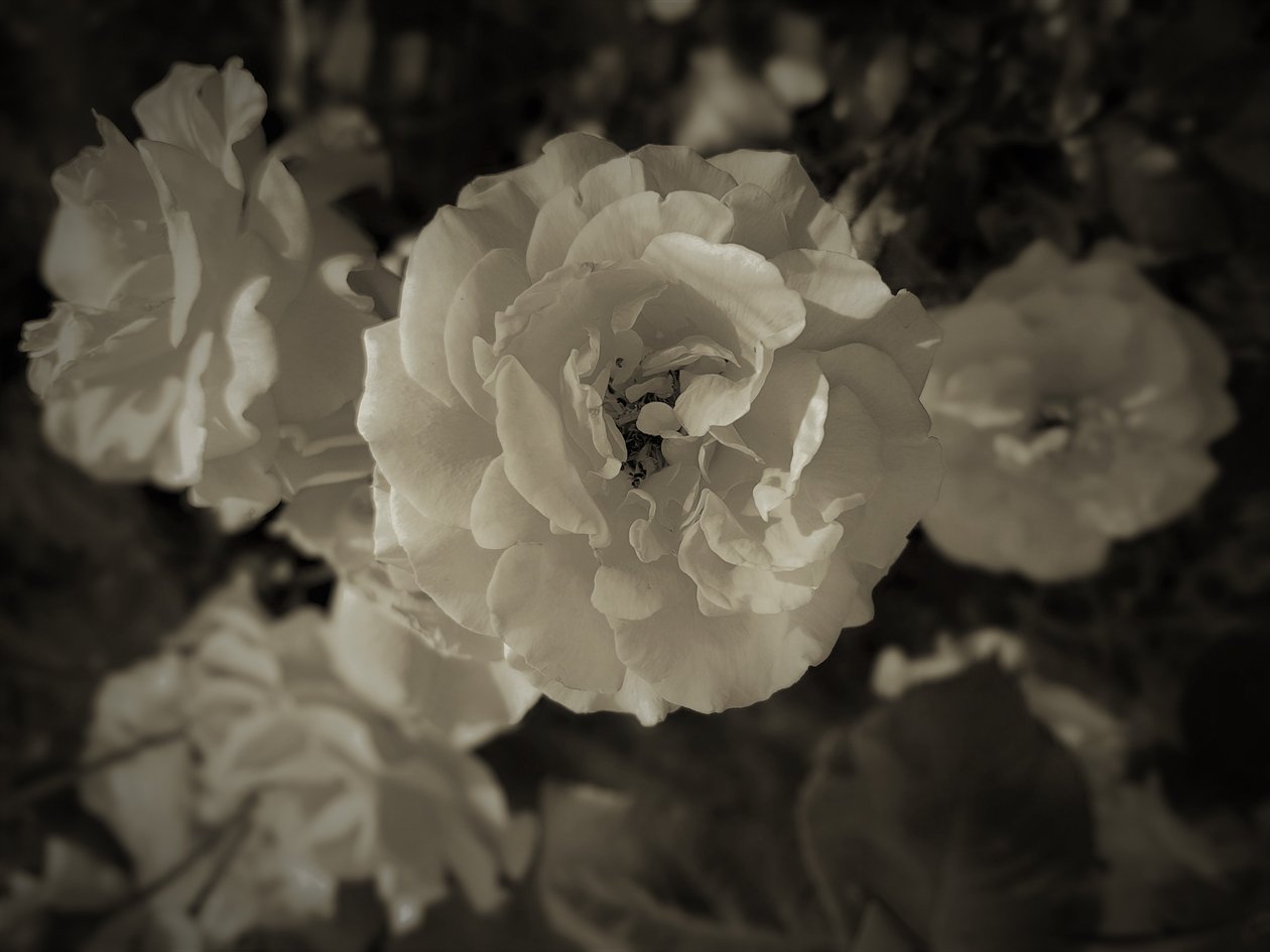 skupina, 2019, (fotografie) od Alex Caminker