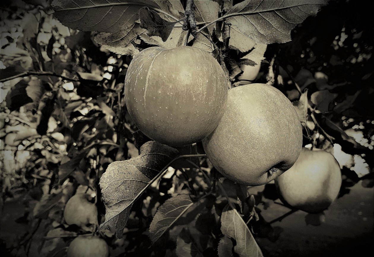 přírodní objekty, 2019, (fotografie) od Alex Caminker