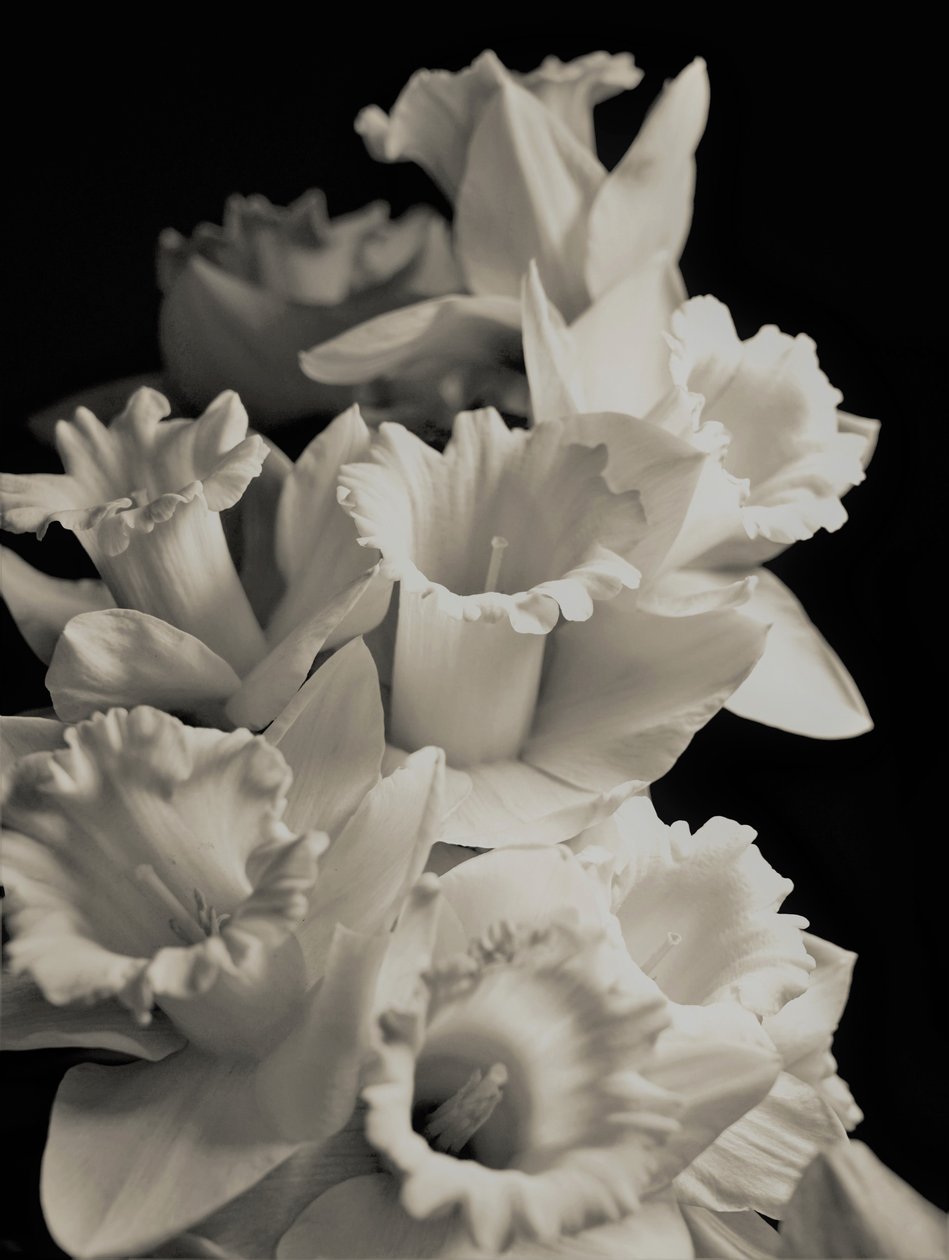 orchestr, 2019, (fotografie) od Alex Caminker