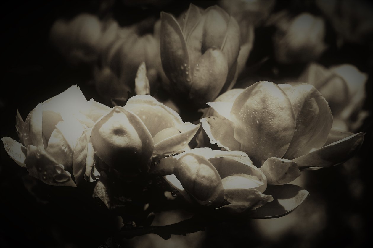 tajná anatomie, 2019, (fotografie) od Alex Caminker