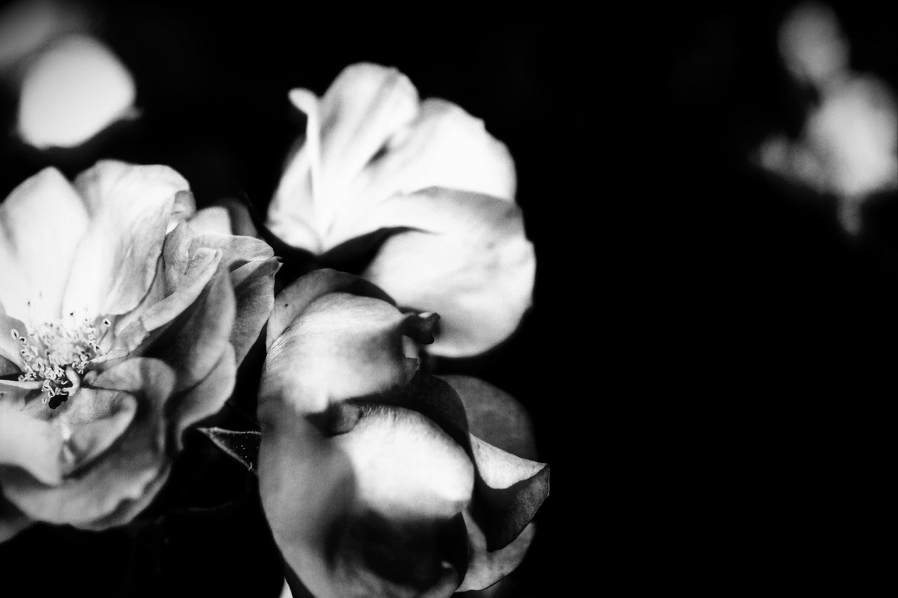 něha, 2019, (fotografie) od Alex Caminker