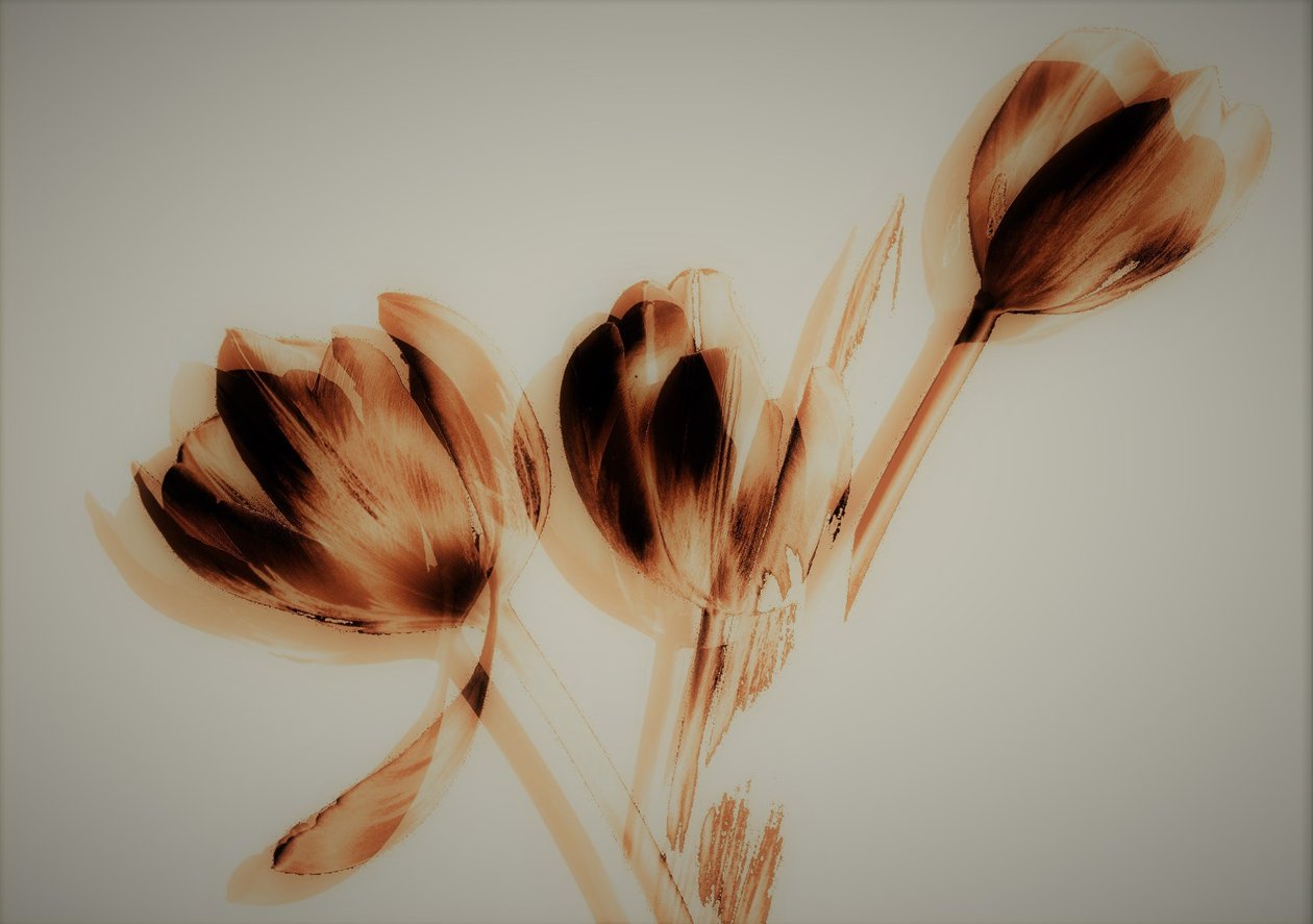 tulipány, 2019, (kombinovaná média) od Alex Caminker