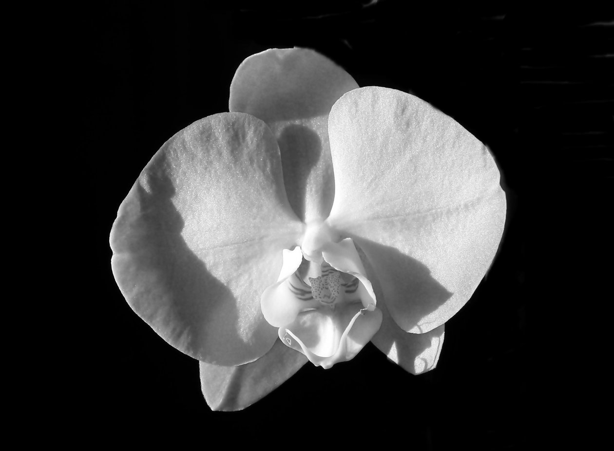 untitled(flower),2019,(fotografie) od Alex Caminker