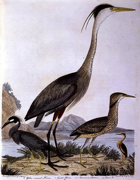 Volavky, ryl I. G. Marnicke (barevná rytina) od Alexander (after) Wilson