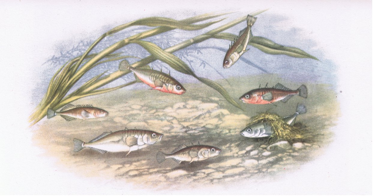 Sticklebacks, Nature in Britain publikoval Collins, 1946 od Alexander Francis after Lydon