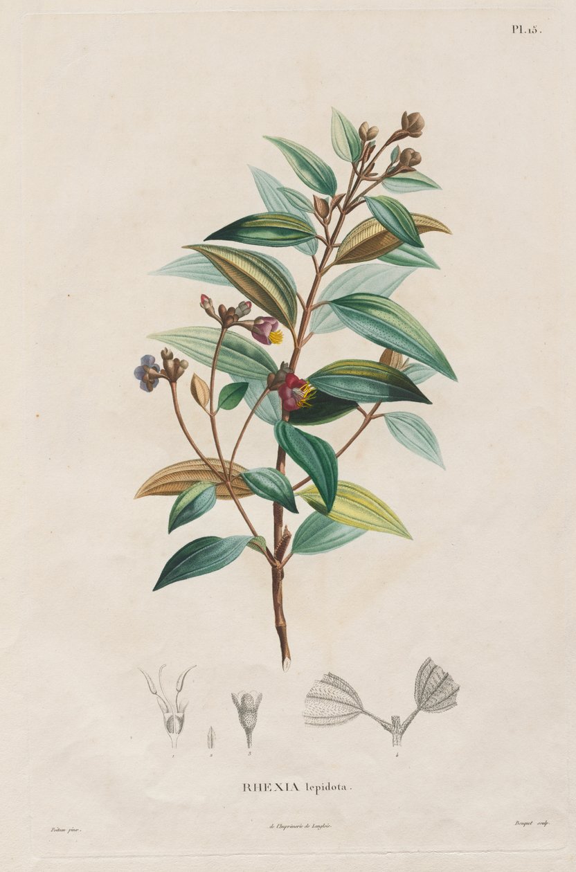 Plavba do rovnodenných oblastí nového kontinentu, uskutečněná v letech 1709 až 1804: Monografie Melastomaceae: č. 15 od Alexander, Freiherr von Humboldt