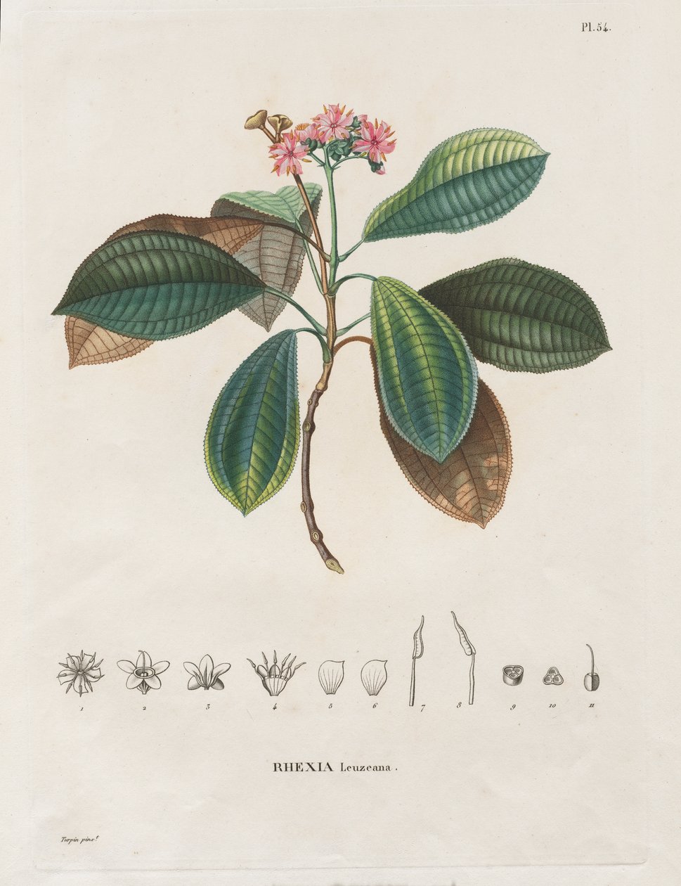 Plavba do rovnodenných oblastí nového kontinentu, uskutečněná v letech 1709 až 1804: Monografie Melastomaceae: č. 54 od Alexander, Freiherr von Humboldt