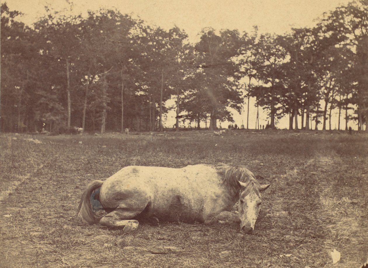 Is This Death - Antietam Battlefield, září 1862, 1862. od Alexander Gardner