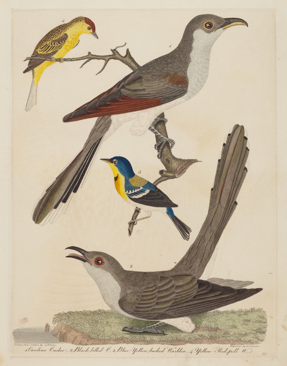 Kukačka Carolina, Kukačka černozobá, Pěnice žlutohřbetá modrá a Žlutá..., hospoda. 1808-1814. od Alexander Lawson
