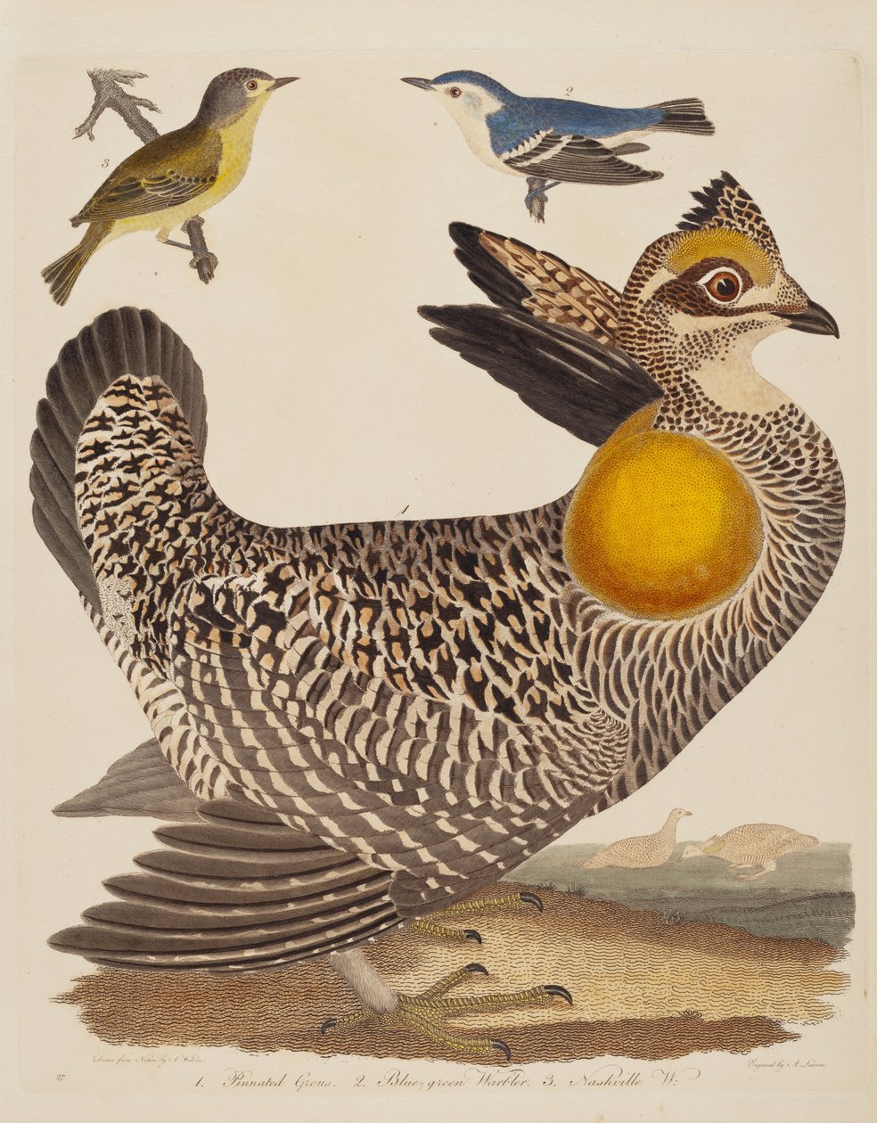 Pinnated Grous, Blue-green Warbler a Nashville Warbler, publikované 1808-1814. od Alexander Lawson