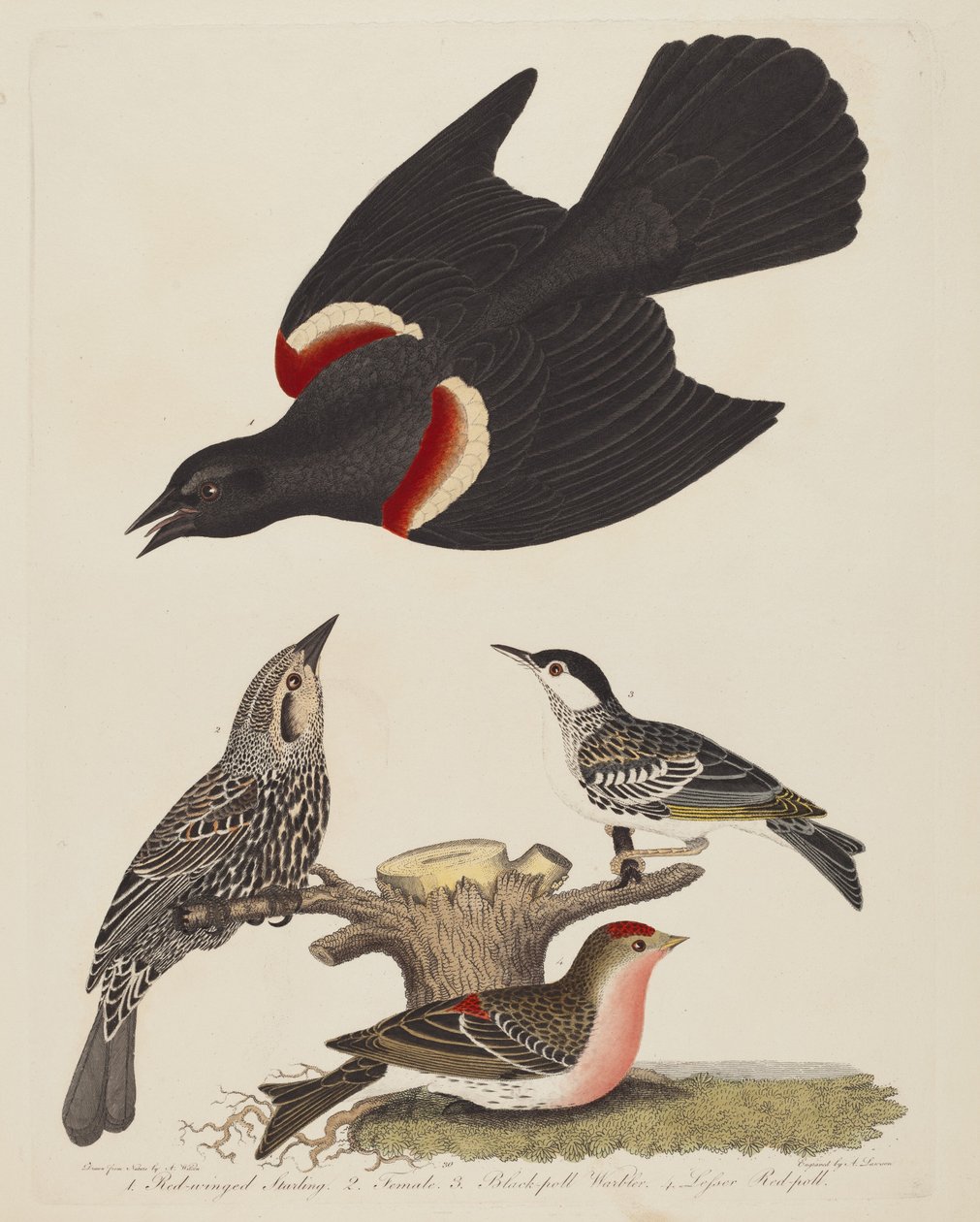 Špaček rudokřídlý, samice špačka rudokřídlého, pěnice černohlavá a menší..., nakl. 1808-1814. od Alexander Lawson