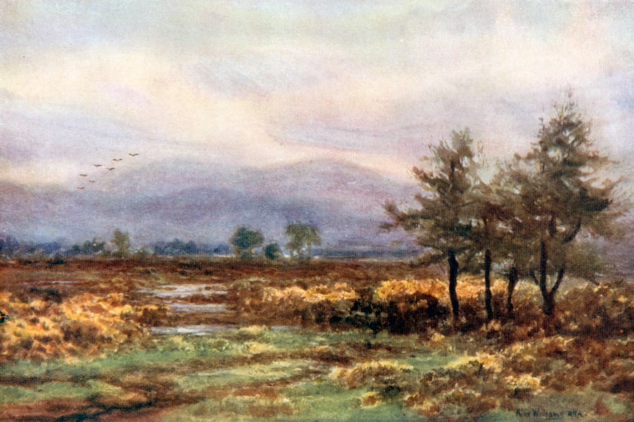  od Alexander Williams