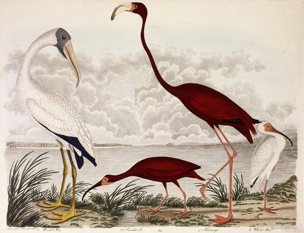 Dřevěný ibis, plameňák šarlatový, bílý ibis, kolem 1828-1829 od Alexander Wilson