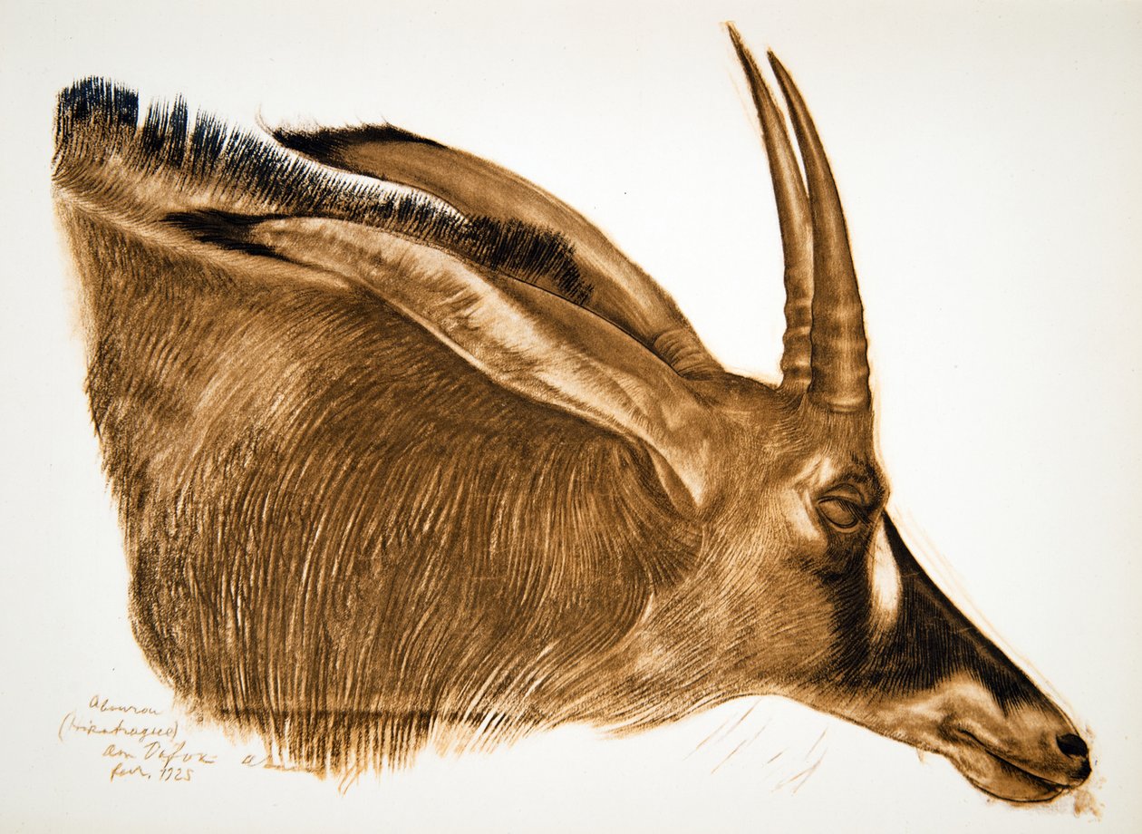 Antilopa Hippotrague (Am Dafok), z Kresby a malby Afriky, popravená během expedice Citroen Centre Afrique, druhá mise Haardt Audouin-Dubreuil, hospoda. Paříž, 1927 od Alexander Yakovlev