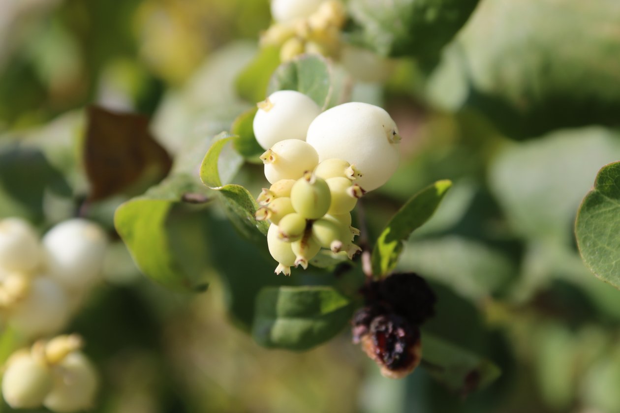 Snowberry 2 od Alexandra Joseph