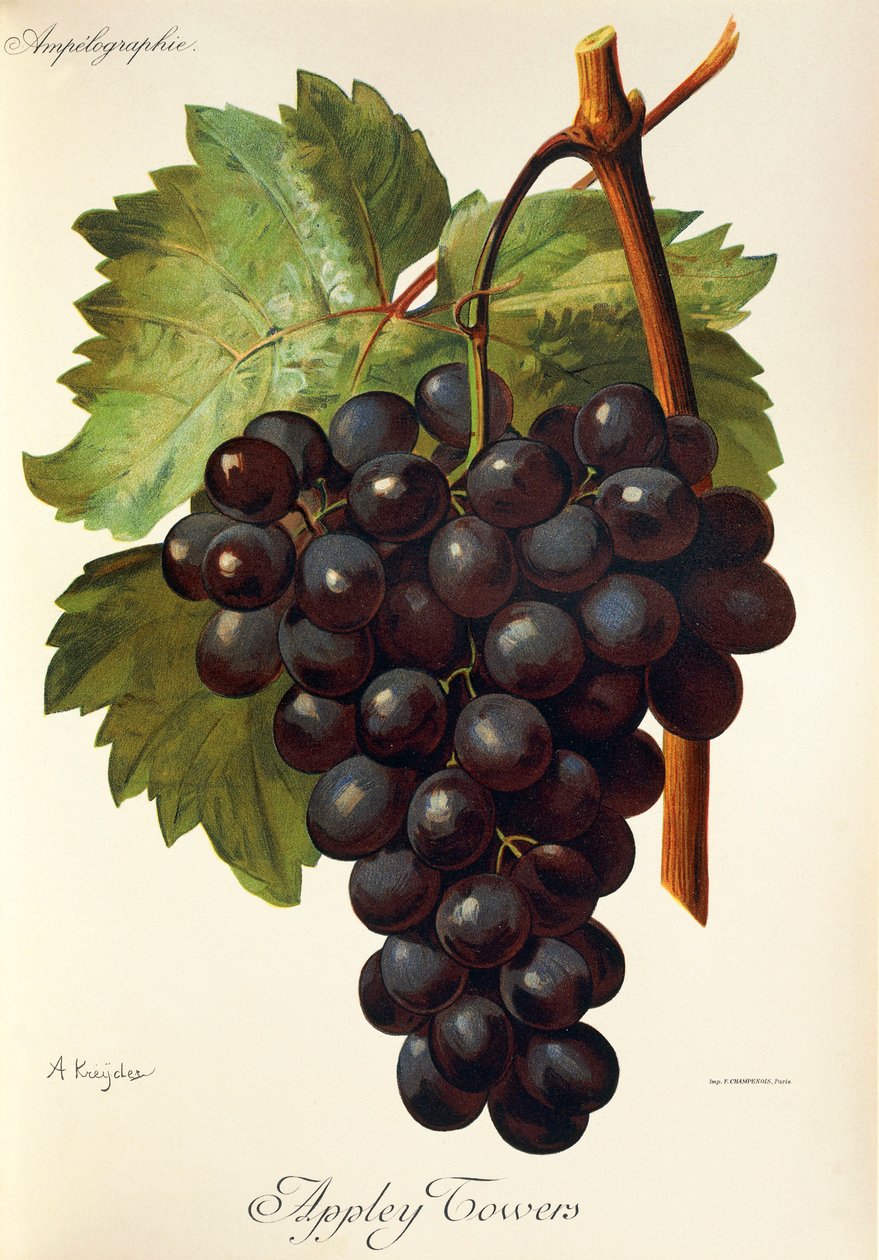 Hrozny Appley Towers. Ilustrace A. Kreyder., Pessione, z Traite General de Viticulture. Ampelografie od Alexis Kreyder