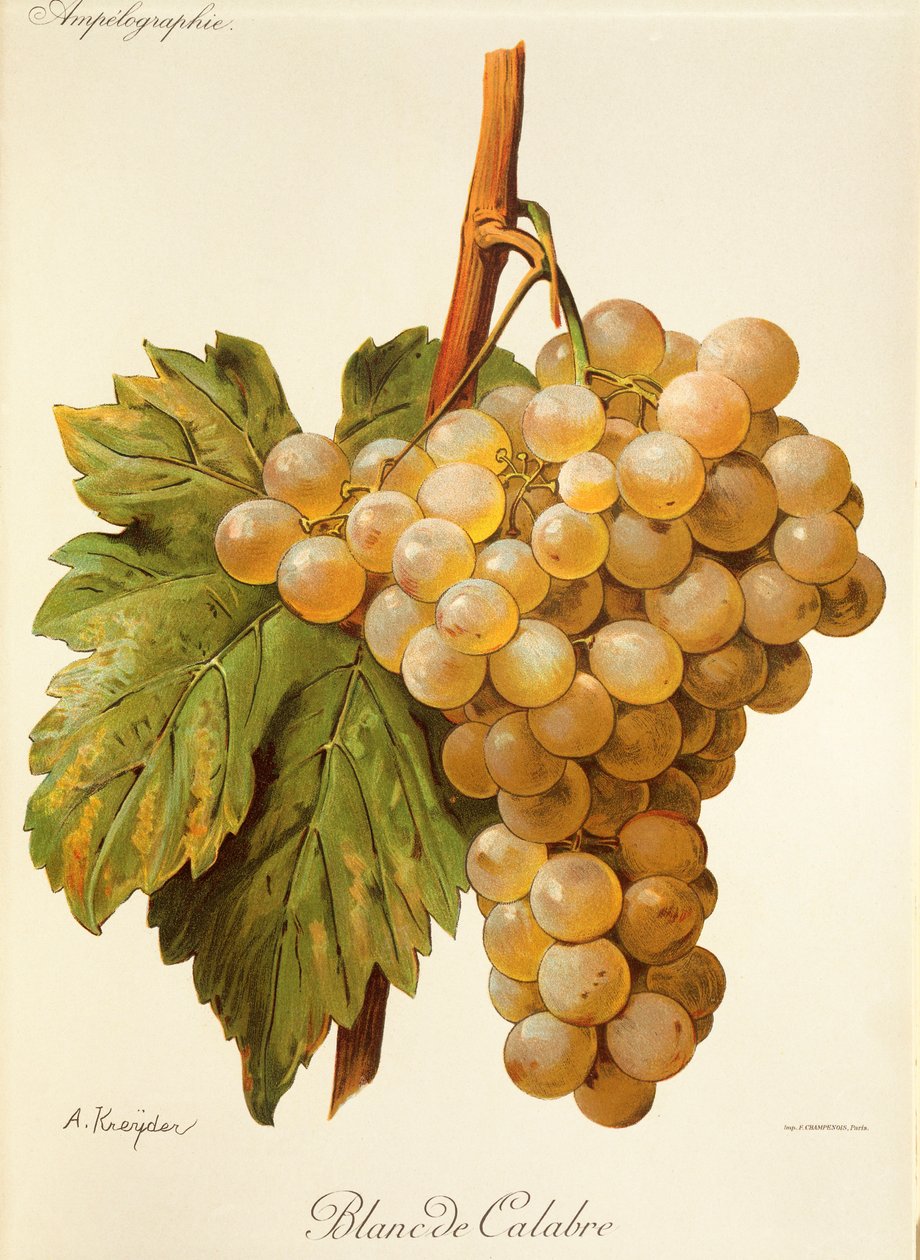 Hrozna Blanc de Calabria od A. Kreydera od Alexis Kreyder