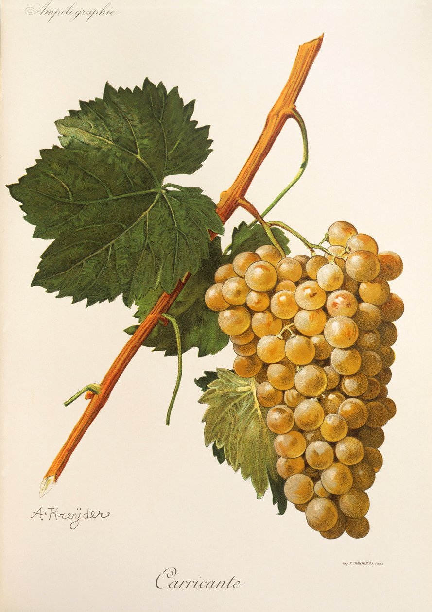 Hrozna Carricante od A Kreydera od Alexis Kreyder
