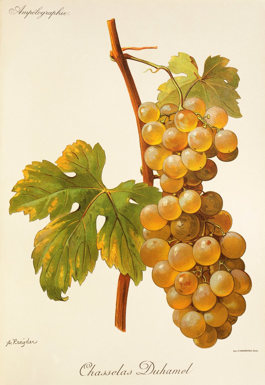 Hrozen Chasselas Duhamel od A. Kreydera od Alexis Kreyder