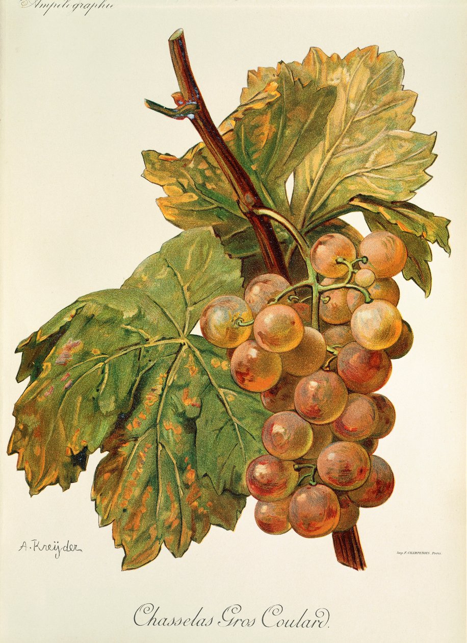 Hrozen Chasselas Gros Coulard od A. Kreydera od Alexis Kreyder