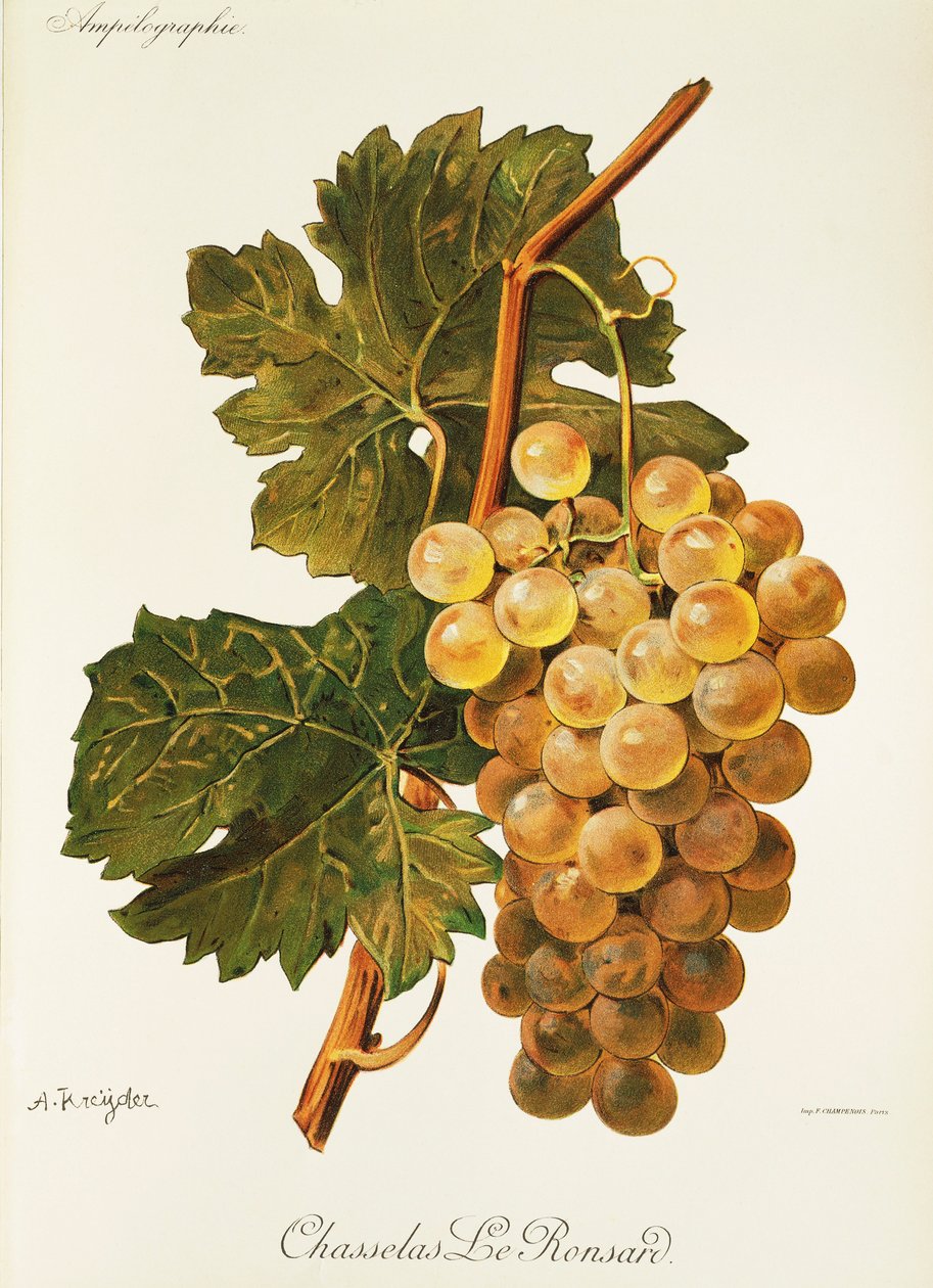 Hrozen Chasselas Le Ronsard od A. Kreydera od Alexis Kreyder