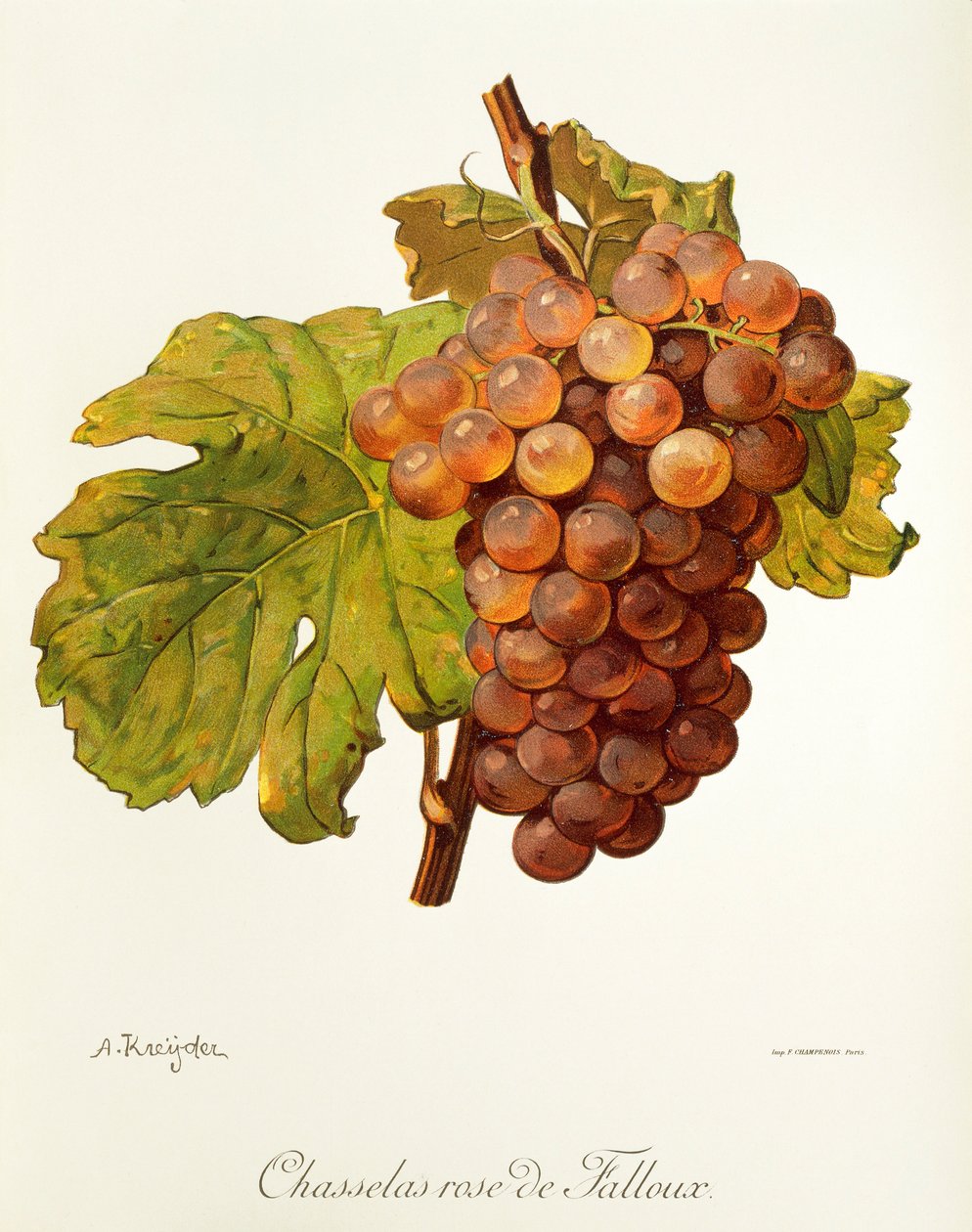 Hrozna Chasselas Rose de Falloux od A. Kreydera od Alexis Kreyder