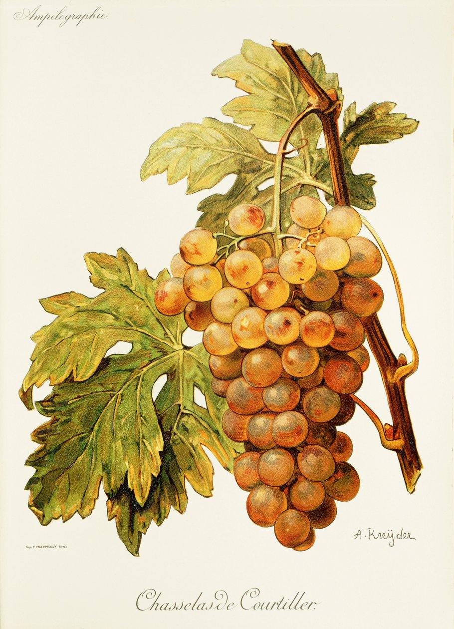 Chasselas de Courtiller grape by A. Kreyder   1415043   cs       czech Successfully Translated  Original: Mothers Love, 2021 Translat: Mother