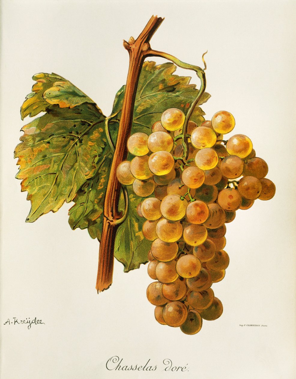 Zlatý hrozn Chasselas od A. Kreydera od Alexis Kreyder