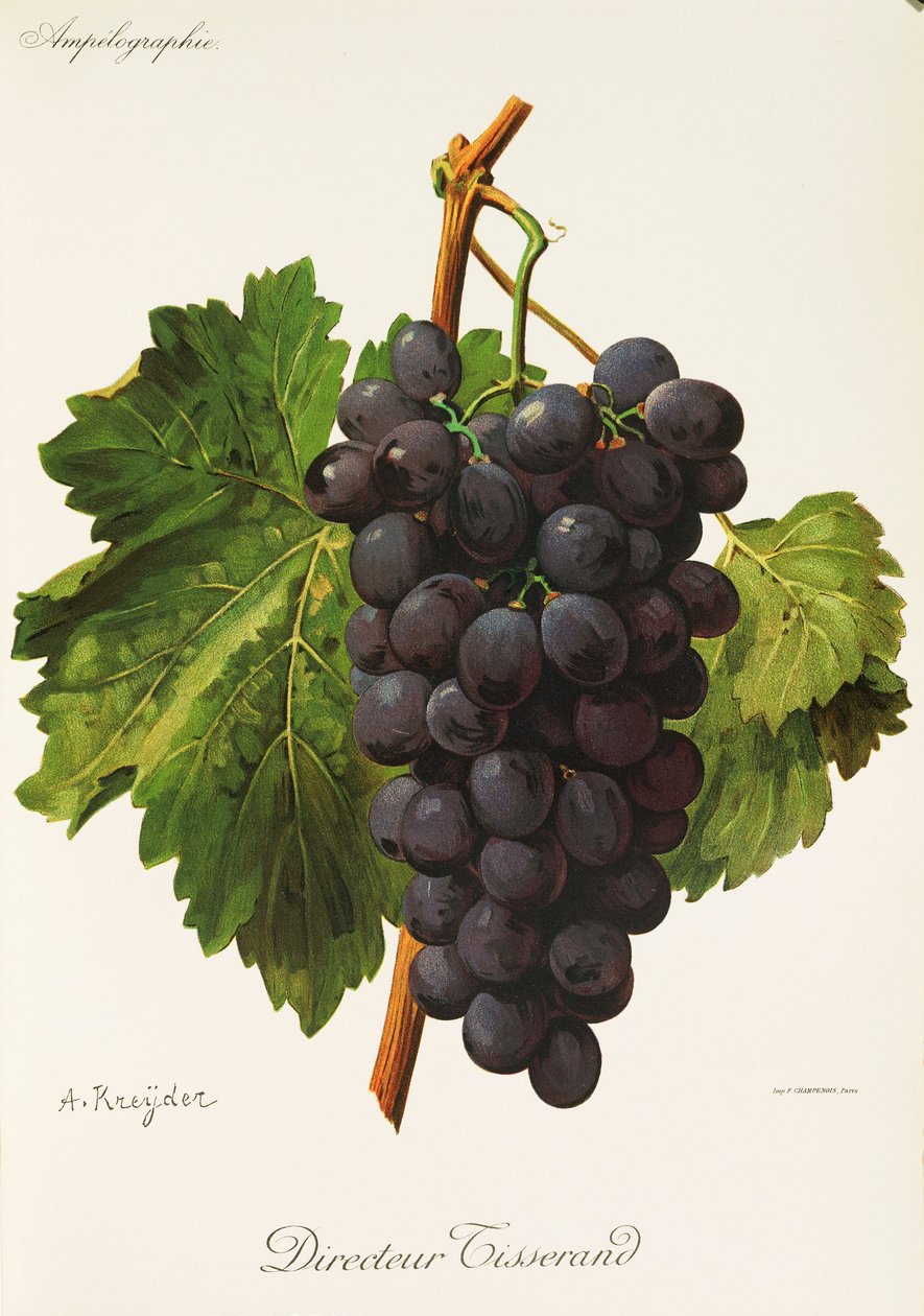 Directeur Tisserand grape by A. Kreyder   1414461   cs       czech Successfully Translated  Original: Portret van een man Translat: Portret van een man 1394979 cs czech Successfully Translated Original: Wroxham Bridge (colour litho) Translat: Wroxham Bridg od Alexis Kreyder