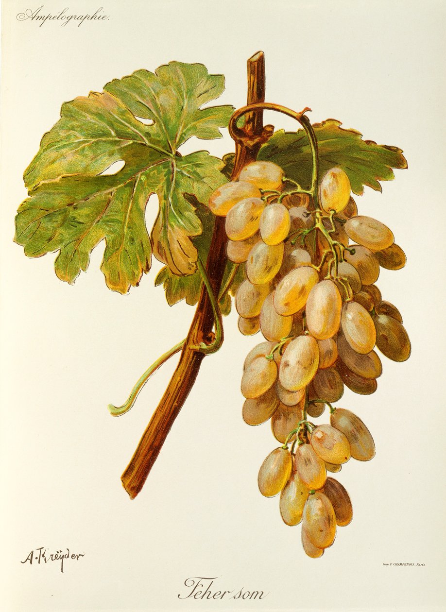 Feher Jsem grape by A. Kreyder od Alexis Kreyder