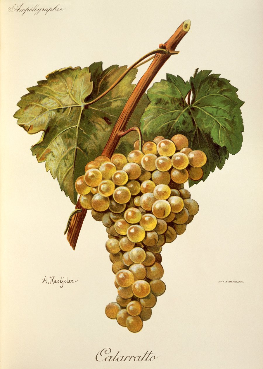 Hrozen Fiano od A. Kreydera od Alexis Kreyder