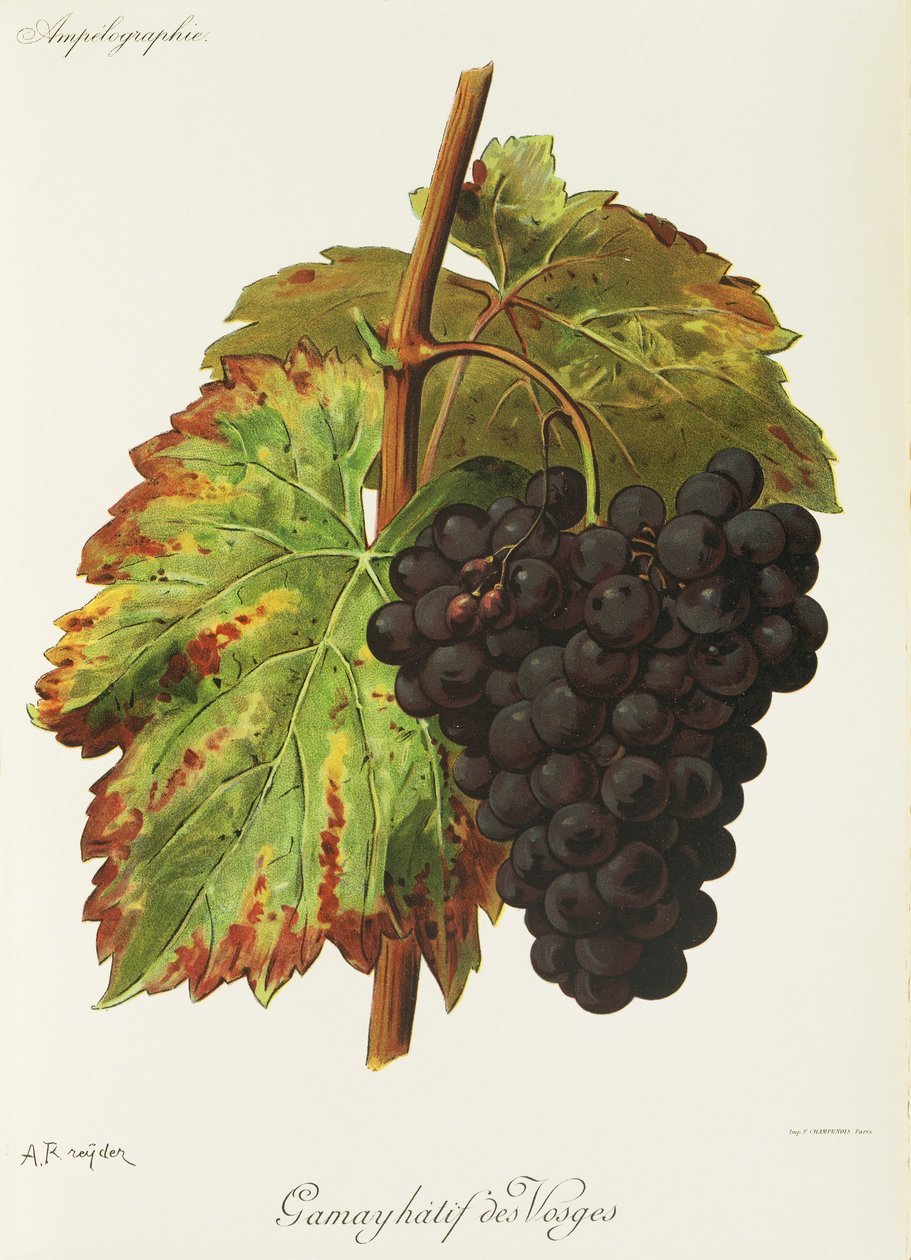 Gamay Hatif des Vosges grape by A. Kreyder   1414846   cs       czech Successfully Translated  Original: Louise Ulrique (Louise-Ulrique) de Prusse (1720-1782), reine de Suede - Peinture de Jakob Bjoerk (1726-1793), huile sur toile, 73x55 cm - Louisa Ulrika od Alexis Kreyder