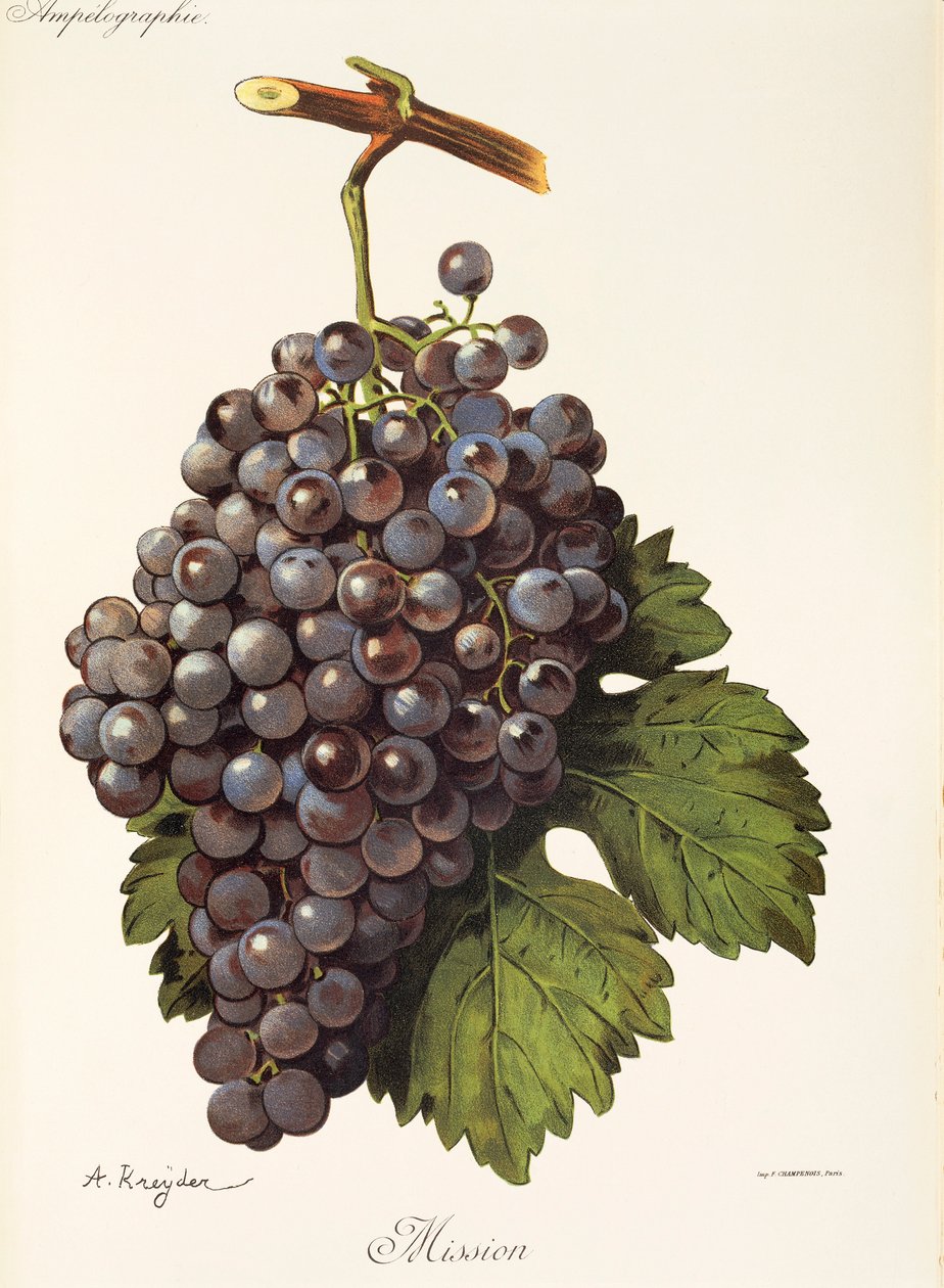 Mission grape od A. Kreydera od Alexis Kreyder