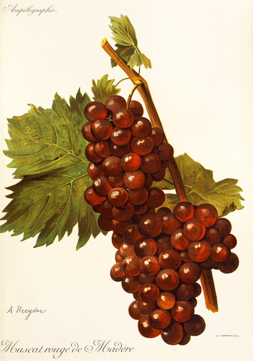 Hrozna Muscat Rouge de Madere od A. Kreydera od Alexis Kreyder