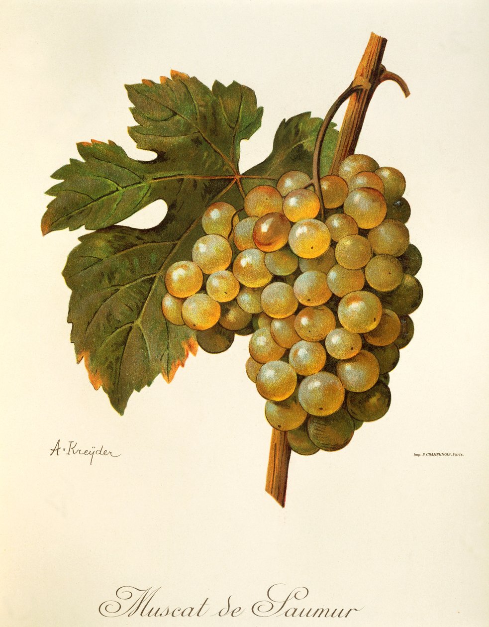 Hrozna Muscat de Saumur od A Kreydera od Alexis Kreyder